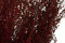 A Bunch of Red Preserved Stoebe in a Hand and in its Packaging