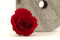 A Box Containing 9 Medium Vibrant Red Eternal Rose Heads From Kiara