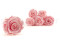 A Box Containing 8 Large Preserved Rose Heads in Bridal Pink From Kiara
