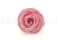A Box Containing 8 Large Preserved Rose Heads in Bridal Pink From Kiara