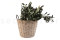 A Bunch of Green Preserved Olive Branches