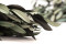 A Bunch of Green Preserved Olive Branches