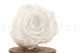 A Box Containing 6 Extra Large Vibrant Red Eternal Rose Heads From Kiara