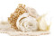 A boutonniere for a special occasion in white and cream tones, made with preserved flowers and foliage.