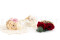 A boutonniere for a special occasion in white and cream tones, made with preserved flowers and foliage.