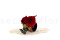 A romantic boutonniere in vibrant red tones, made with preserved flowers and foliage