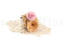 A corsage for a special occasion in pale pink and beige tones, made with preserved flowers and foliage.