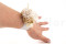 A corsage for a special occasion in white and cream tones, made with preserved flowers and foliage.