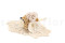 A corsage for a special occasion in white and cream tones, made with preserved flowers and foliage.