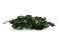 A Bunch of Green Boxwood Delicately Preserved to Last Forever