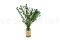 A Bunch of Green Boxwood Delicately Preserved to Last Forever