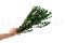 A Bunch of Green Boxwood Delicately Preserved to Last Forever