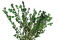 A Bunch of Green Boxwood Delicately Preserved to Last Forever