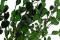 A Bunch of Green Boxwood Delicately Preserved to Last Forever