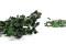 A Bunch of Green Boxwood Delicately Preserved to Last Forever