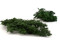 A Bouquet of Green Preserved Ming Fern 