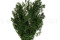 A Bouquet of Green Preserved Ming Fern 