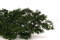 A Bouquet of Green Preserved Ming Fern 