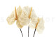 Three preserved white anthurium stems and flowers with and without packaging