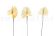 Three preserved white anthurium stems and flowers with and without packaging