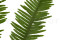 A Bunch Of Green Preserved Mountain Fern, With and Without Packaging