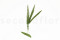 A Bunch of Green Preserved Foxtail Stems