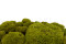 A Bulk of Mood Moss Light Green for Making Preserved Green Walls