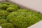 A Bulk of Mood Moss Light Green for Making Preserved Green Walls