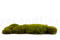 A Bulk of Mood Moss Light Green for Making Preserved Green Walls