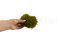 A Bulk of Mood Moss Light Green for Making Preserved Green Walls