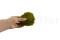 A Bulk of Mood Moss Light Green for Making Preserved Green Walls