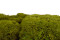 A Bulk of Mood Moss Light Green for Making Preserved Green Walls