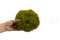 A Bulk of Mood Moss Light Green for Making Preserved Green Walls