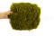 A Bulk of Mood Moss Light Green for Making Preserved Green Walls