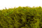 A Bulk of Mood Moss Light Green for Making Preserved Green Walls