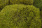 A Bulk of Mood Moss Light Green for Making Preserved Green Walls