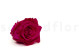 A Box Containing 6 Extra Large Hot Pink Eternal Rose Heads From Kiara