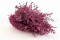 A Bunch of Pink Preserved Stoebe in a Hand and in its Packaging