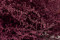 A Bunch of Pink Preserved Stoebe in a Hand and in its Packaging