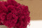 1 kg of Preserved Premium-Quality Fuchsia Pink Reindeer Moss Sold Wholesale for Green Walls