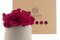 1 kg of Preserved Premium-Quality Fuchsia Pink Reindeer Moss Sold Wholesale for Green Walls
