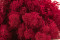 1 kg of Preserved Premium-Quality Fuchsia Pink Reindeer Moss Sold Wholesale for Green Walls