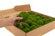 A Box Of Light Green Mini Pole Moss for Crafting Moss Art