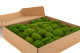 A Box Of Light Green Mini Pole Moss for Crafting Moss Art