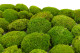 A Box Of Light Green Mini Pole Moss for Crafting Moss Art