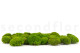 A Box Of Light Green Mini Pole Moss for Crafting Moss Art