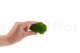 A Box Of Light Green Mini Pole Moss for Crafting Moss Art