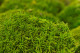 A Box Of Light Green Mini Pole Moss for Crafting Moss Art