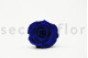 A Box Containing 6 Extra Large Preserved Rose Heads in Ocean Blue From Kiara