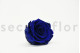 A Box Containing 6 Extra Large Preserved Rose Heads in Ocean Blue From Kiara